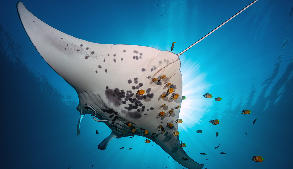 Manta ray gliding over a cleaning station