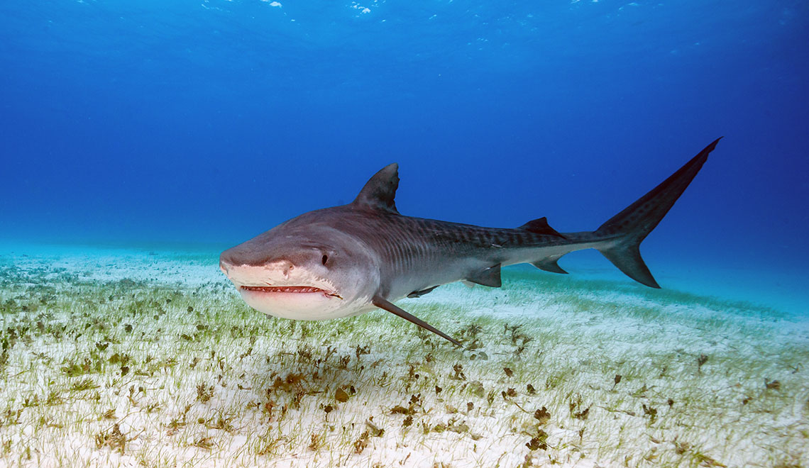 Tiger Shark Swimming over the Sea Grass