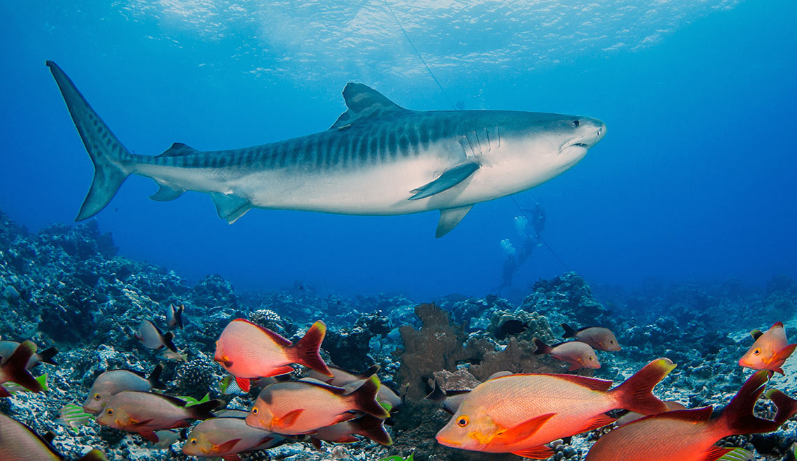Tiger Shark Swimming over a Coral Reef