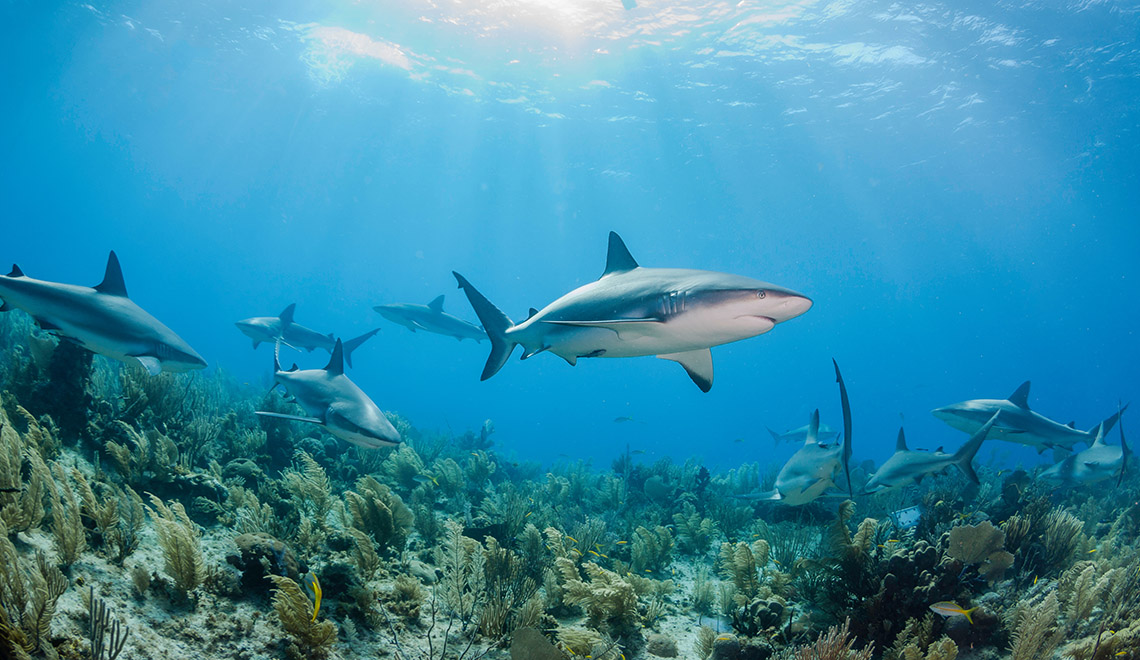 Sharks in Cuba
