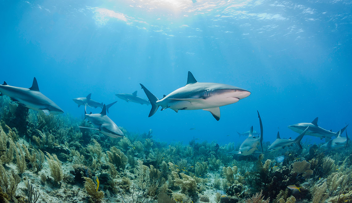 Tiburones en Cuba