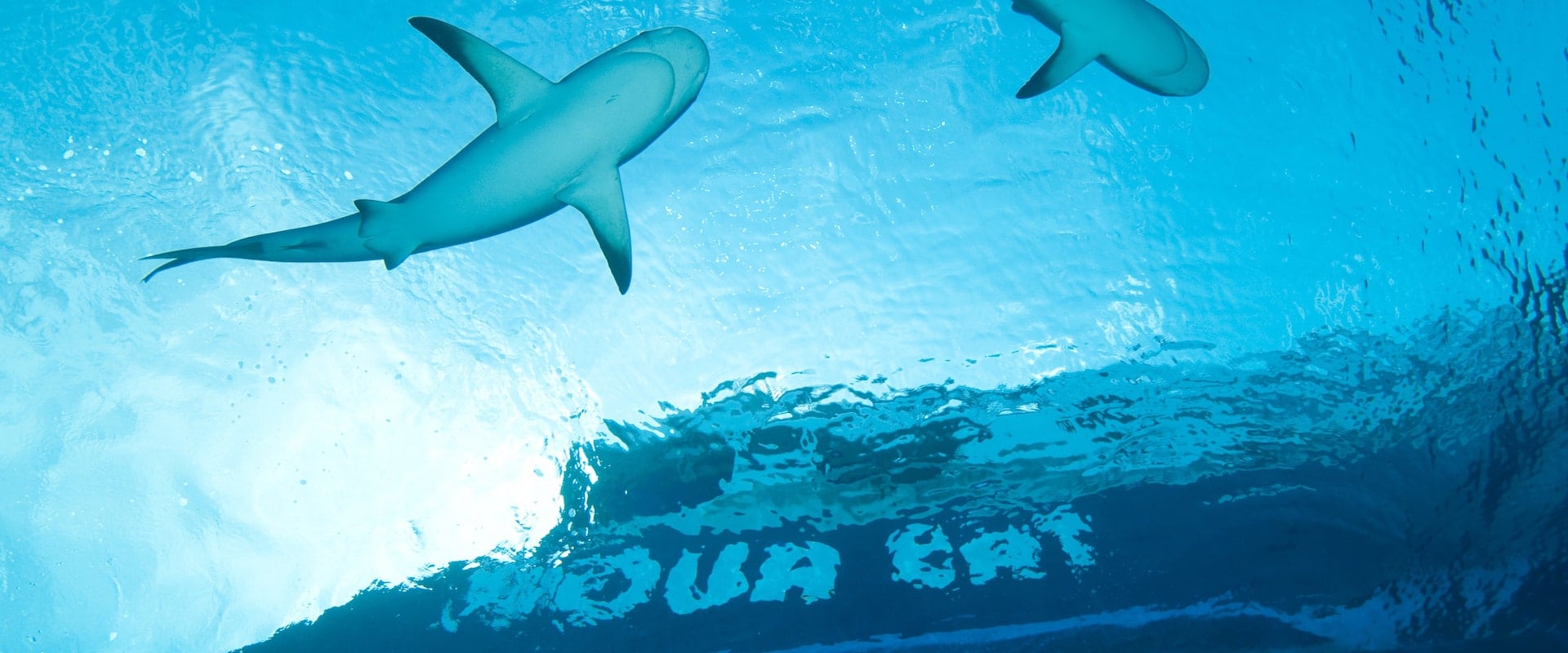 7 Crociere subacquee in Bahamas - LiveAboard.com