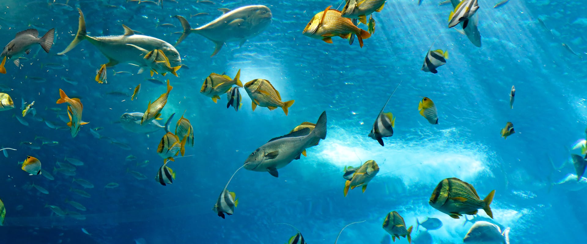 5 Crociere subacquee in Cuba - LiveAboard.com