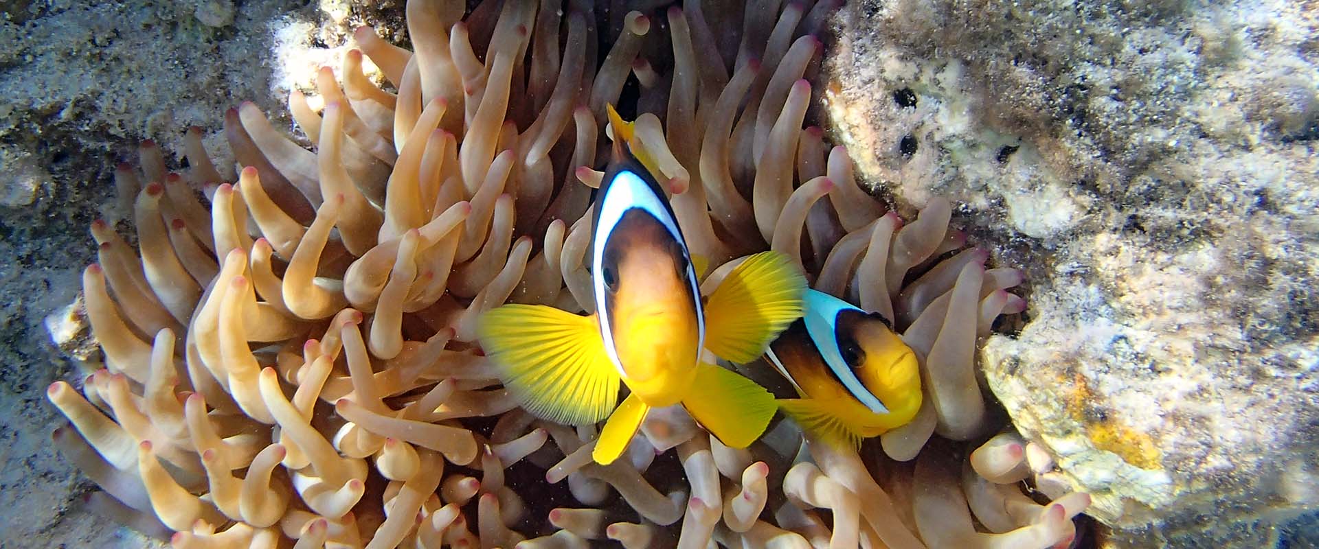 Hurghada Liveaboard Diving
