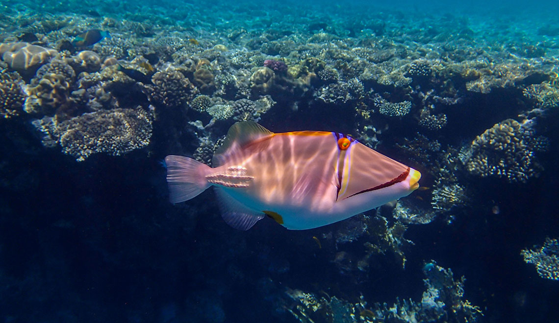 Sharm El Sheikh Liveaboard Diving