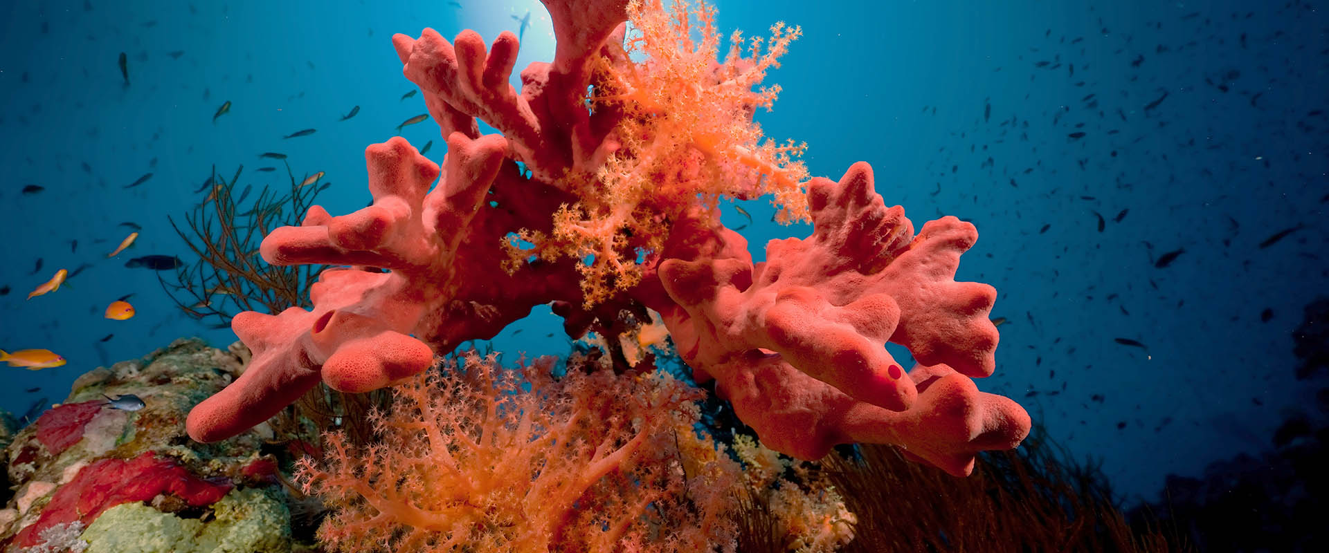 Tauchsafari Woodhouse Reef