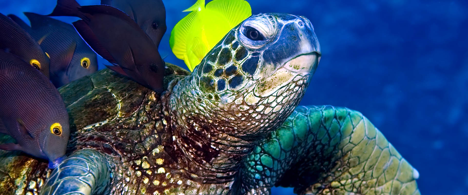 Turtle Pinnacle Liveaboard Diving