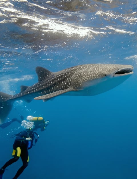 8 Liveaboards in Noonu Atoll, Maldives - LiveAboard.com