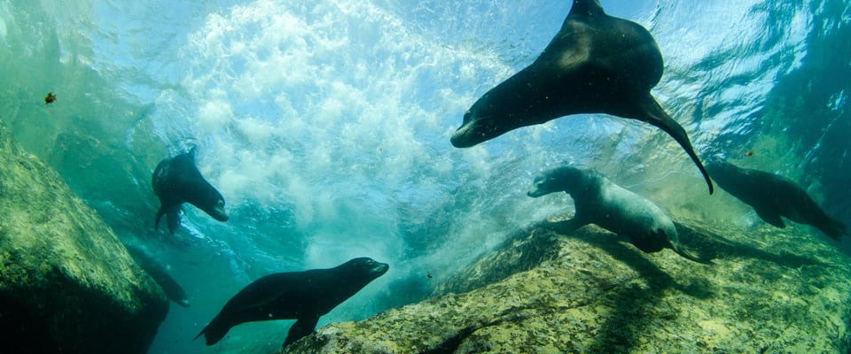 7 Liveaboards in La Paz, Mexico - LiveAboard.com