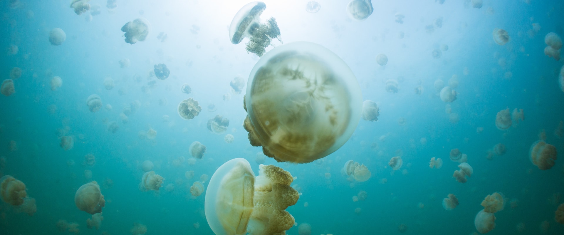 Jellyfish Lake Liveaboard Diving