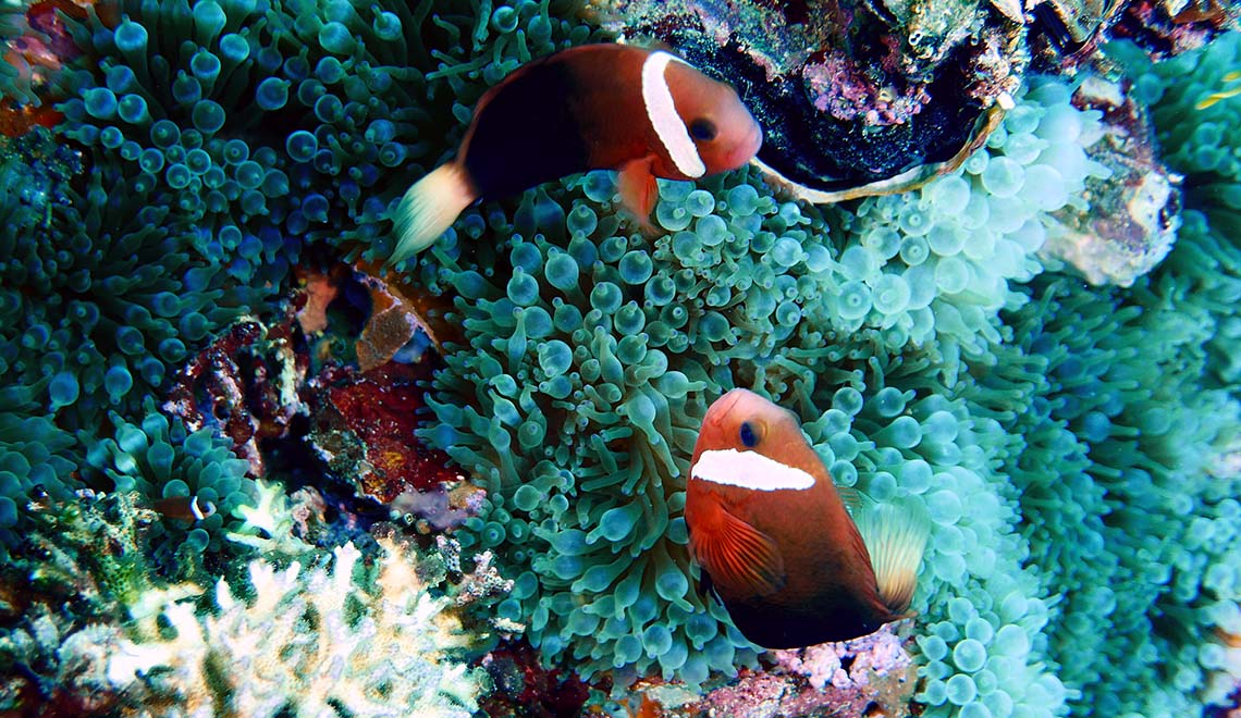 3 Liveaboards In Iro Maru Wreck Micronesia LiveAboard 3-liveaboards-in-iro-maru-wreck-micronesia-liveaboard