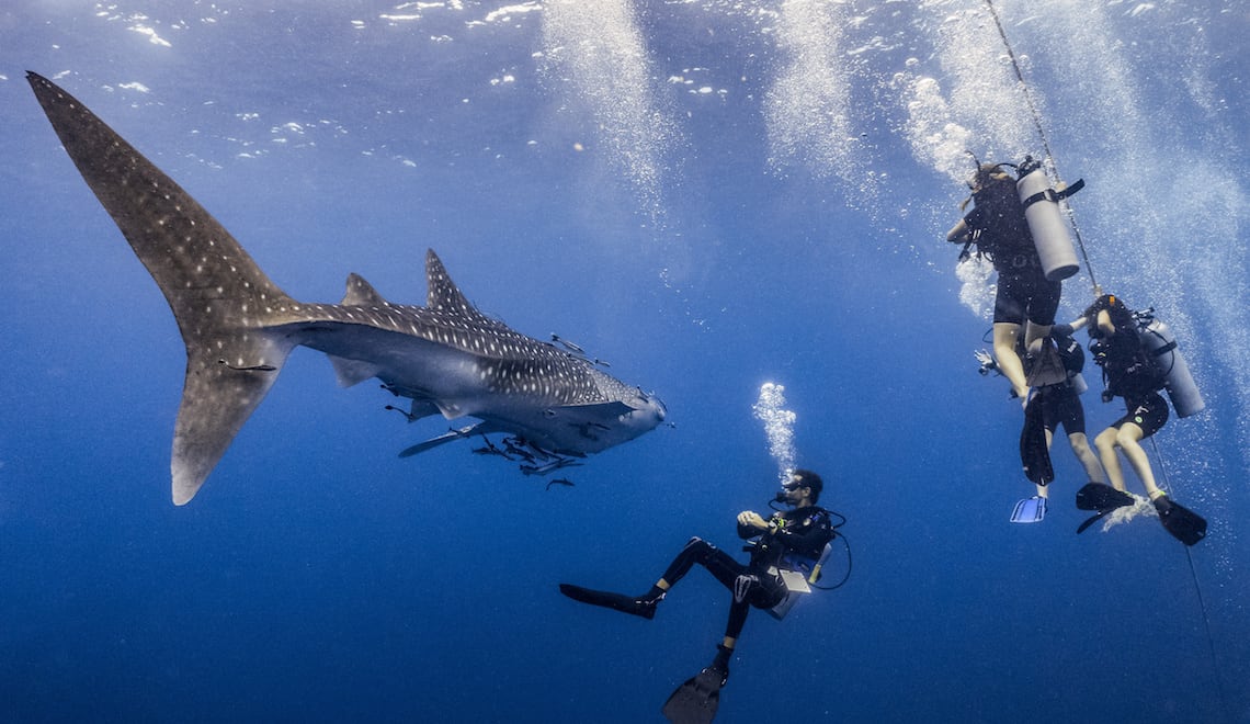 14 Liveaboards in Tubbataha, Philippines - LiveAboard.com