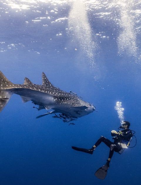 12 Liveaboards in Tubbataha, Philippines - LiveAboard.com