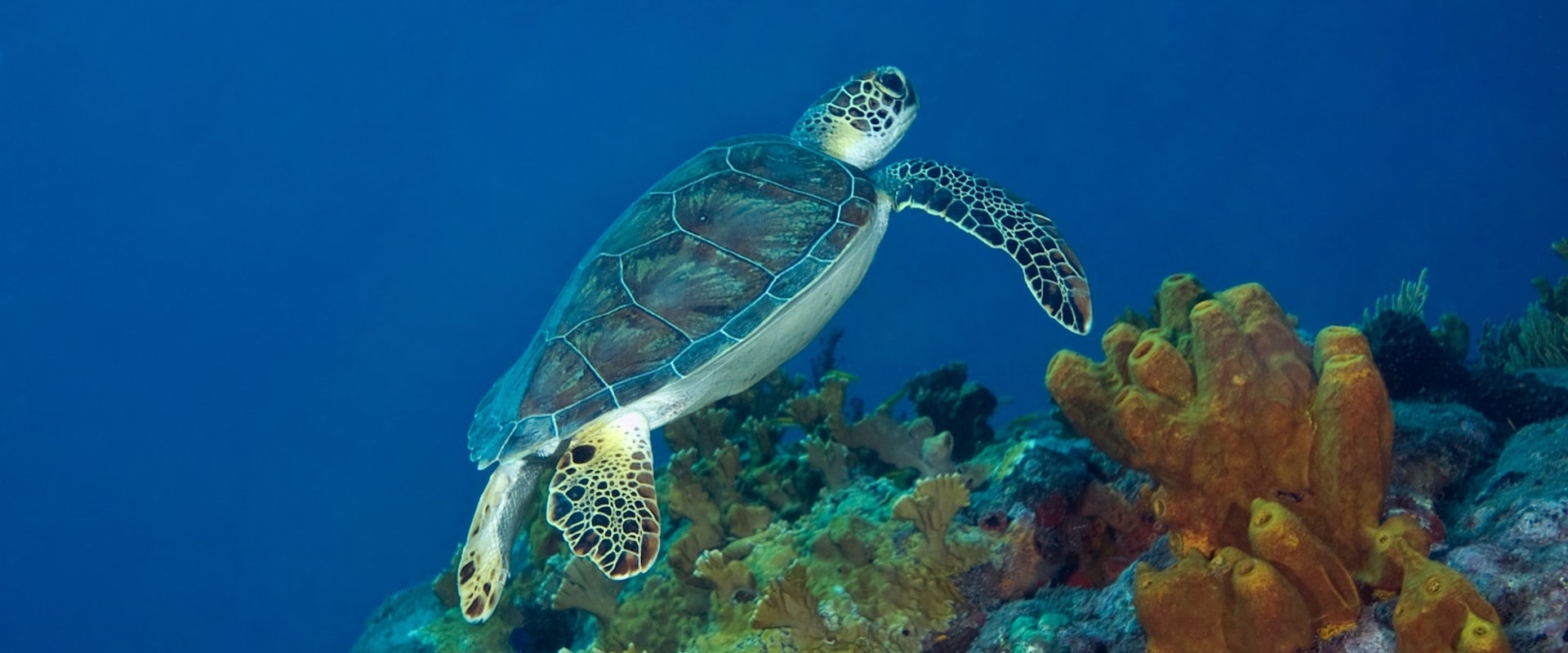 Snorkeling in St. Martin - Green Sea Turtles - Tintamarre 