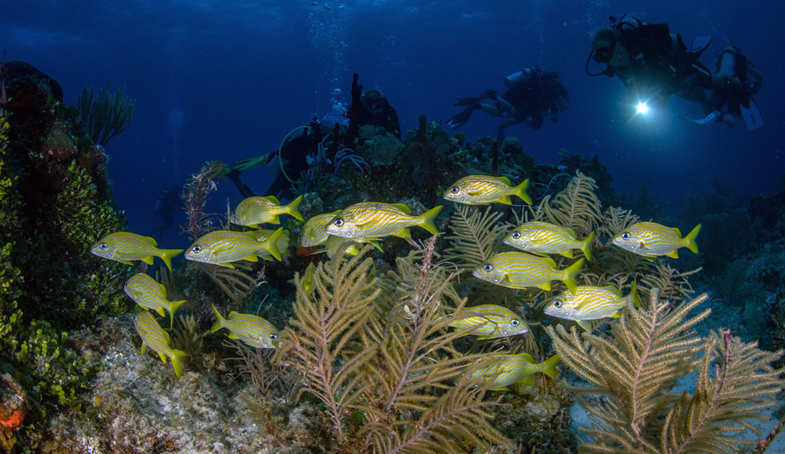 2 Liveaboards in French Cay, Turks and Caicos - LiveAboard.com