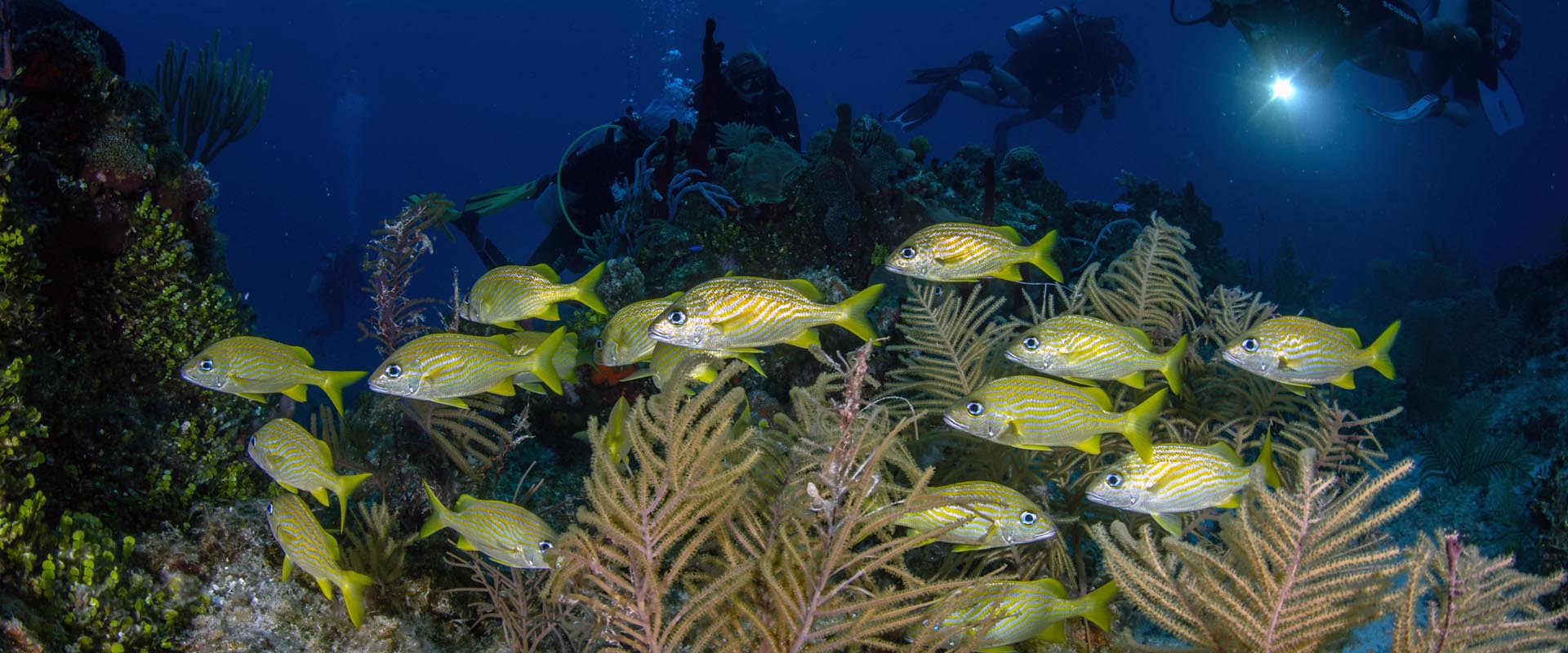 French Cay Liveaboard Diving