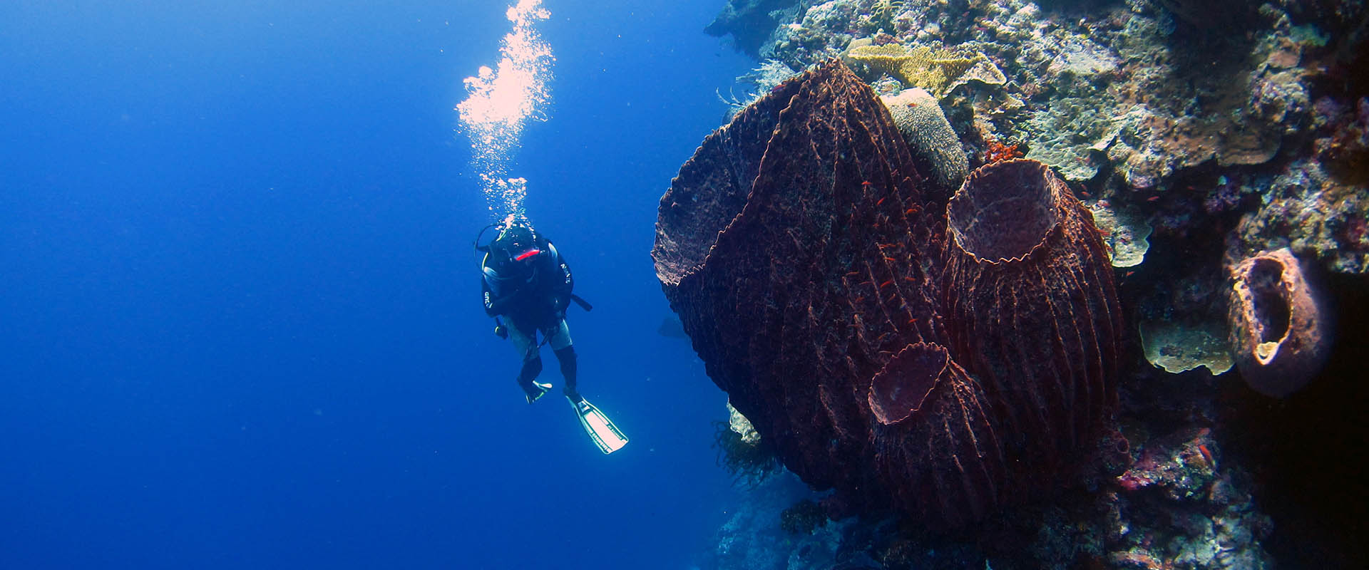 Croisières de plongée à Banda Sea