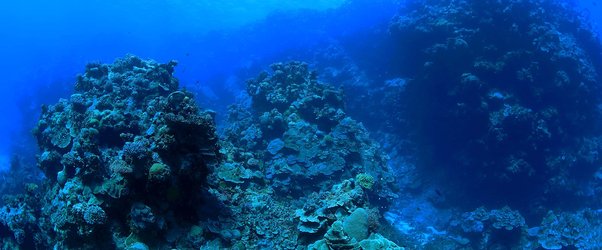 Bougainville Reef Liveaboard Diving
