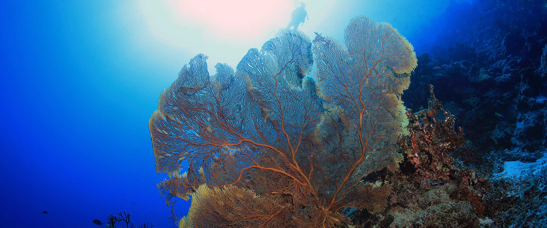 Plonger en croisière à Osprey Reef