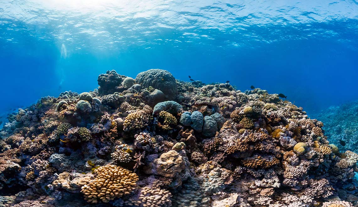 3 Liveaboards in Ribbon Reef, Australia