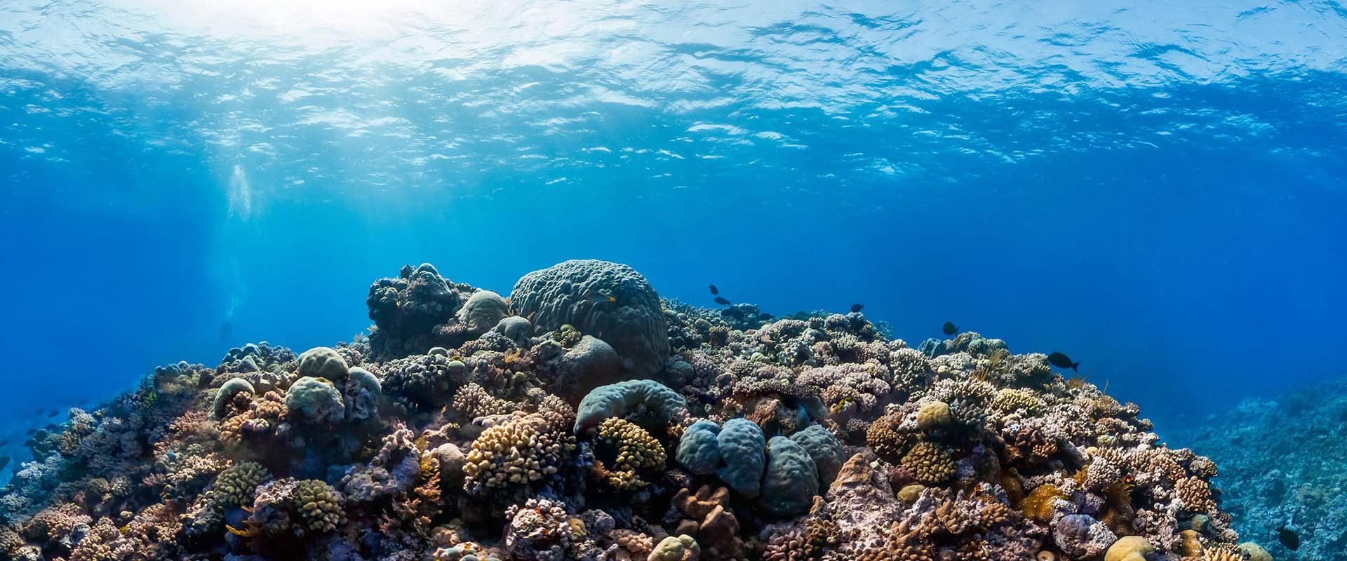 Plonger en croisière à Ribbon Reef
