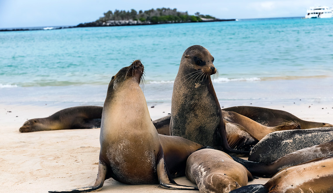 4 Liveaboards in Quito, Galapagos - LiveAboard.com