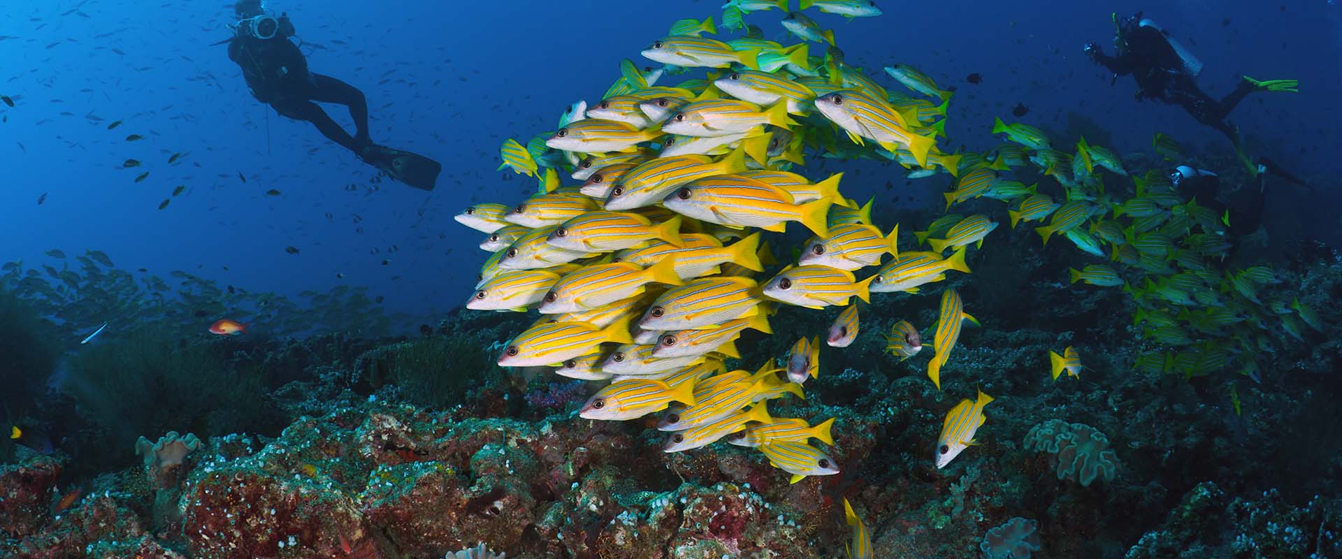 South Male Atoll Liveaboard Diving