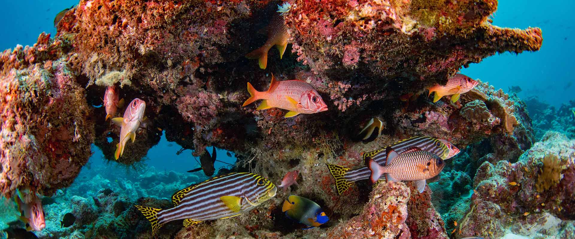 Croisière plongée dans les atolls du Sud