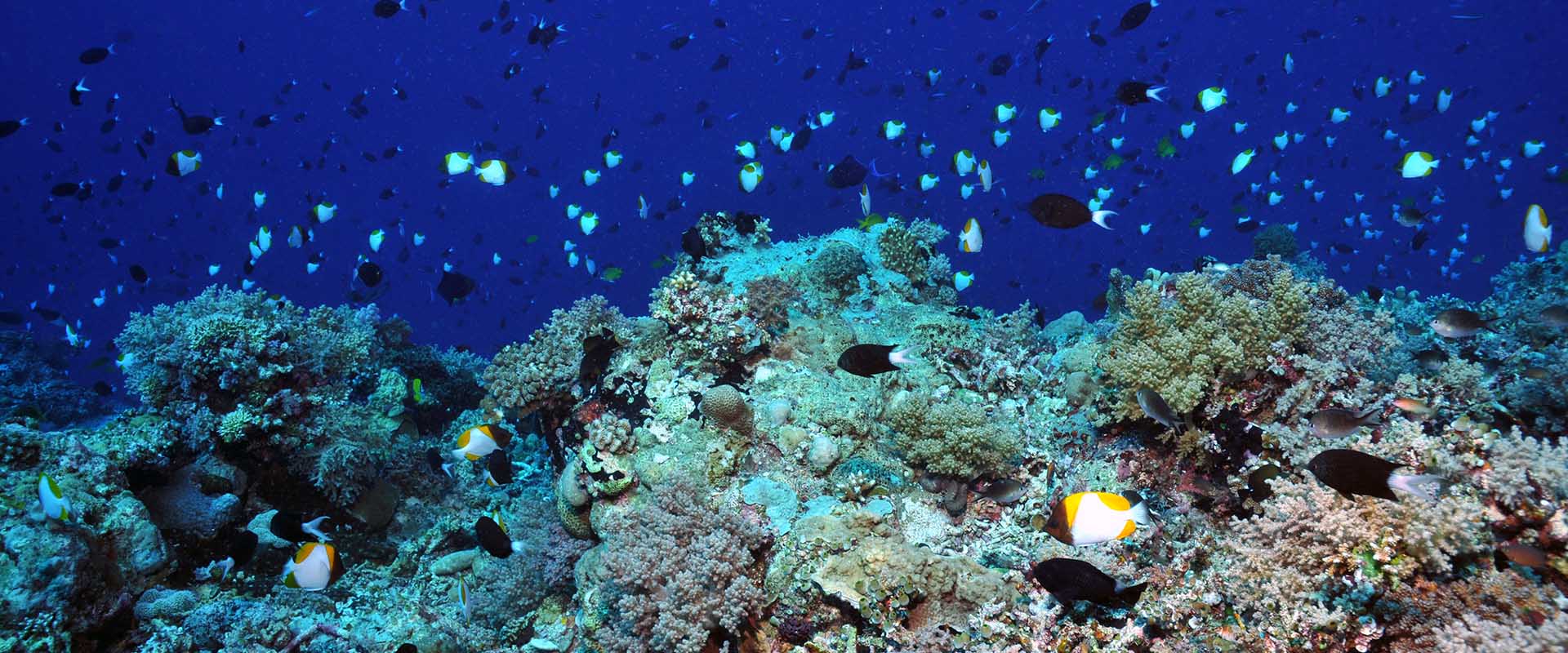 Duiken met Apo Reef Liveaboard