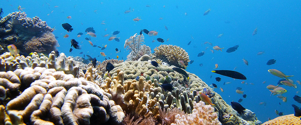 6 Liveaboards in Leyte, Philippines - LiveAboard.com