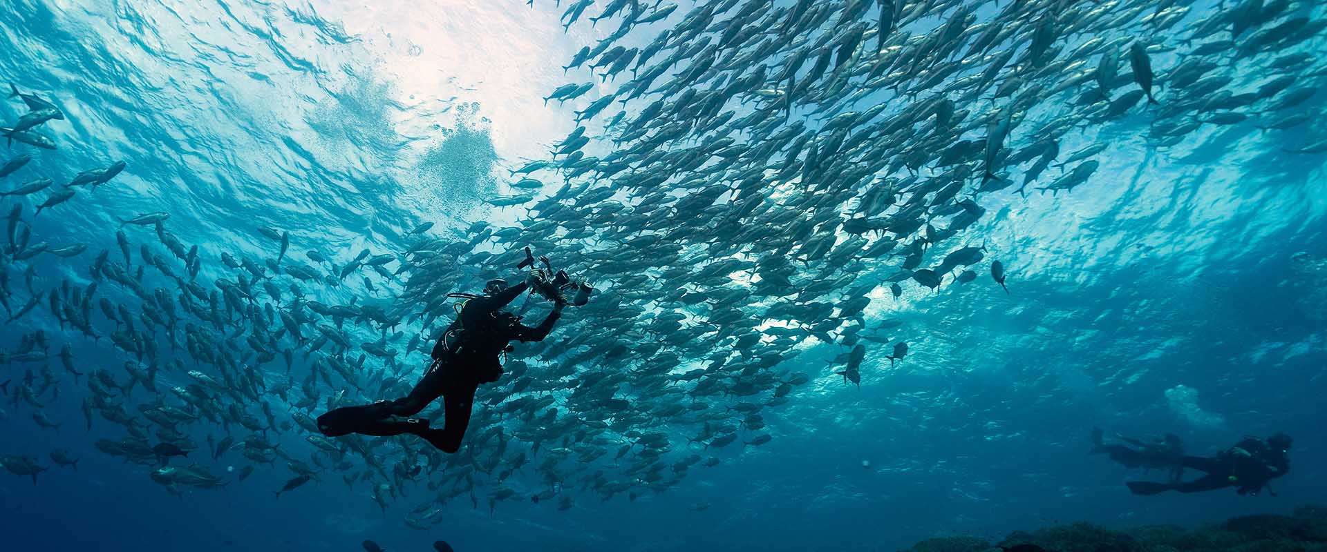 Sulu Sea Liveaboard Diving